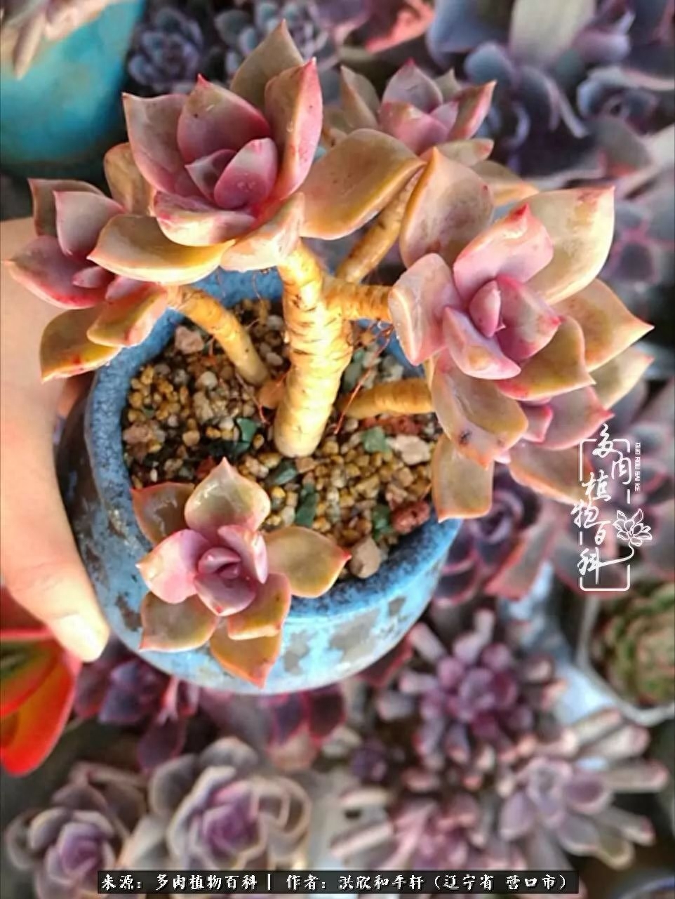 淡雪多肉怎么養(yǎng)_淡雪多肉怎么養(yǎng)_淡雪多肉怎么養(yǎng)