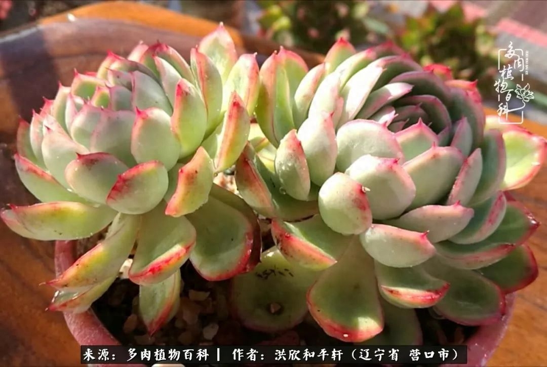 淡雪多肉怎么養(yǎng)_淡雪多肉怎么養(yǎng)_淡雪多肉怎么養(yǎng)