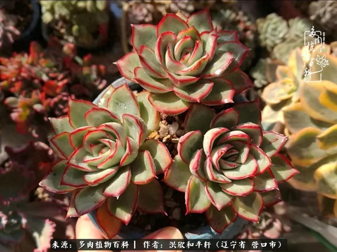 淡雪多肉怎么養(yǎng)_淡雪多肉怎么養(yǎng)_淡雪多肉怎么養(yǎng)