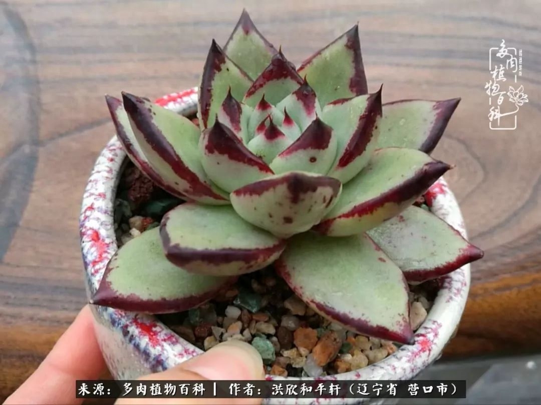 淡雪多肉怎么養(yǎng)_淡雪多肉怎么養(yǎng)_淡雪多肉怎么養(yǎng)