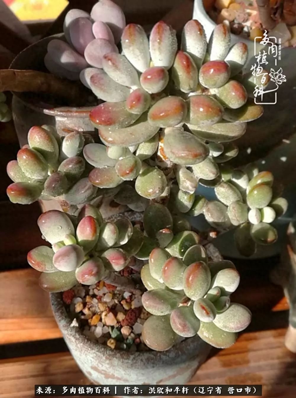 淡雪多肉怎么養(yǎng)_淡雪多肉怎么養(yǎng)_淡雪多肉怎么養(yǎng)