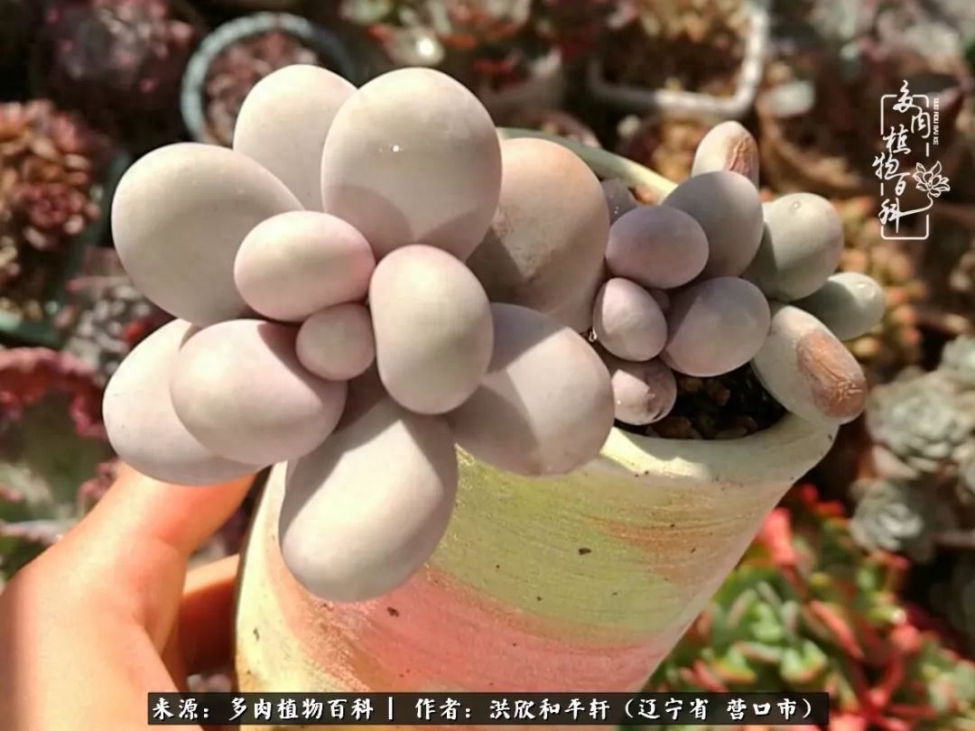 淡雪多肉怎么養(yǎng)_淡雪多肉怎么養(yǎng)_淡雪多肉怎么養(yǎng)