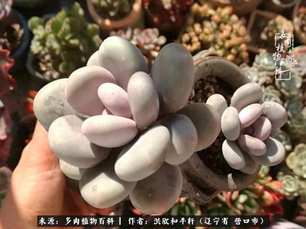 淡雪多肉怎么養(yǎng)_淡雪多肉怎么養(yǎng)_淡雪多肉怎么養(yǎng)