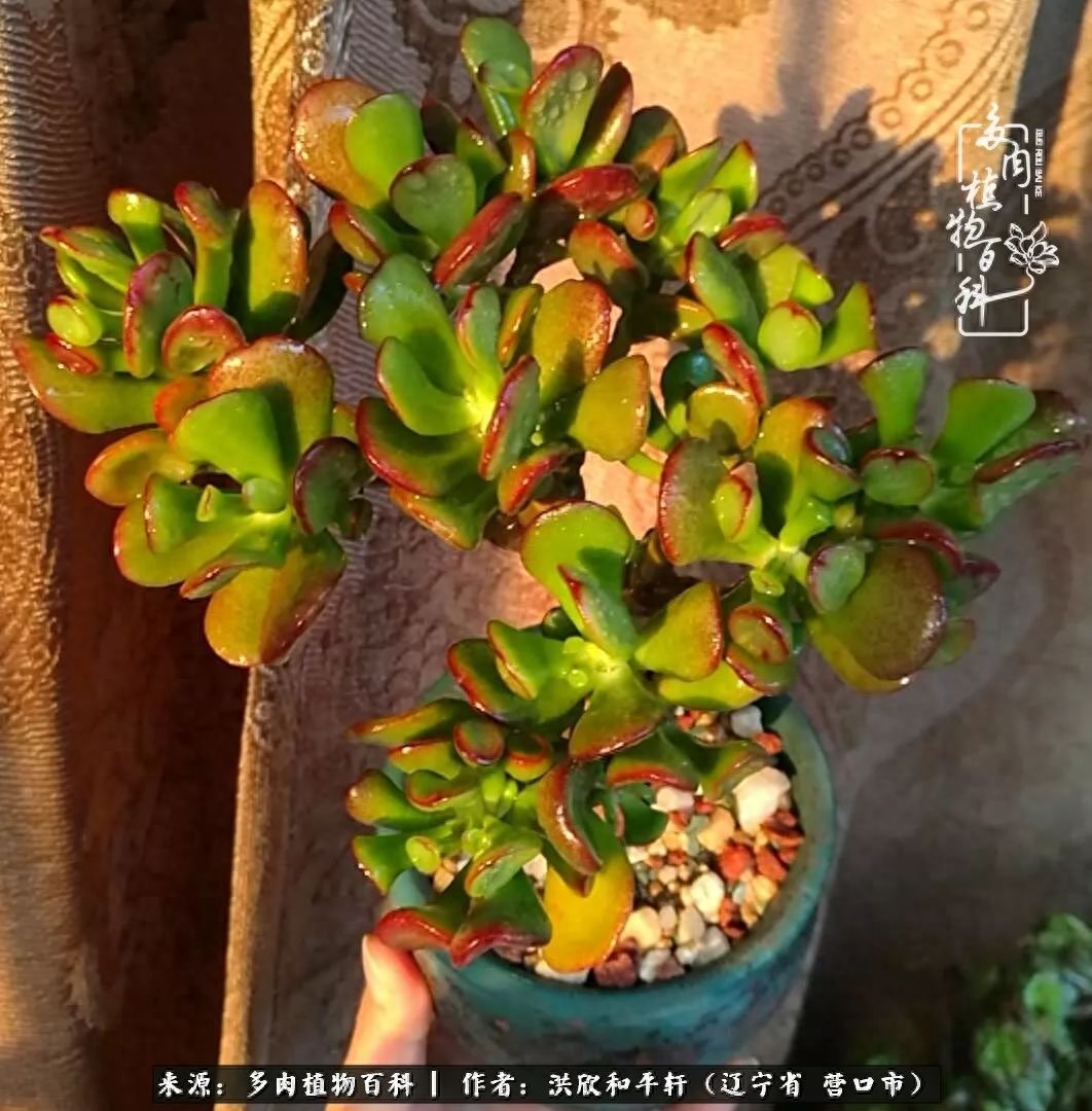 淡雪多肉怎么養(yǎng)_淡雪多肉怎么養(yǎng)_淡雪多肉怎么養(yǎng)