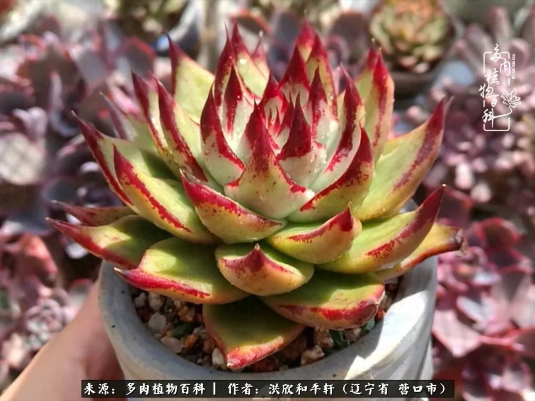 淡雪多肉怎么養(yǎng)_淡雪多肉怎么養(yǎng)_淡雪多肉怎么養(yǎng)