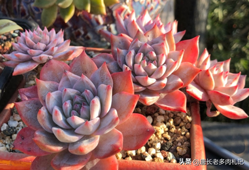 流水的多肉鐵打的盆！各位養肉人，你覺得是買盆還是買多肉費錢？