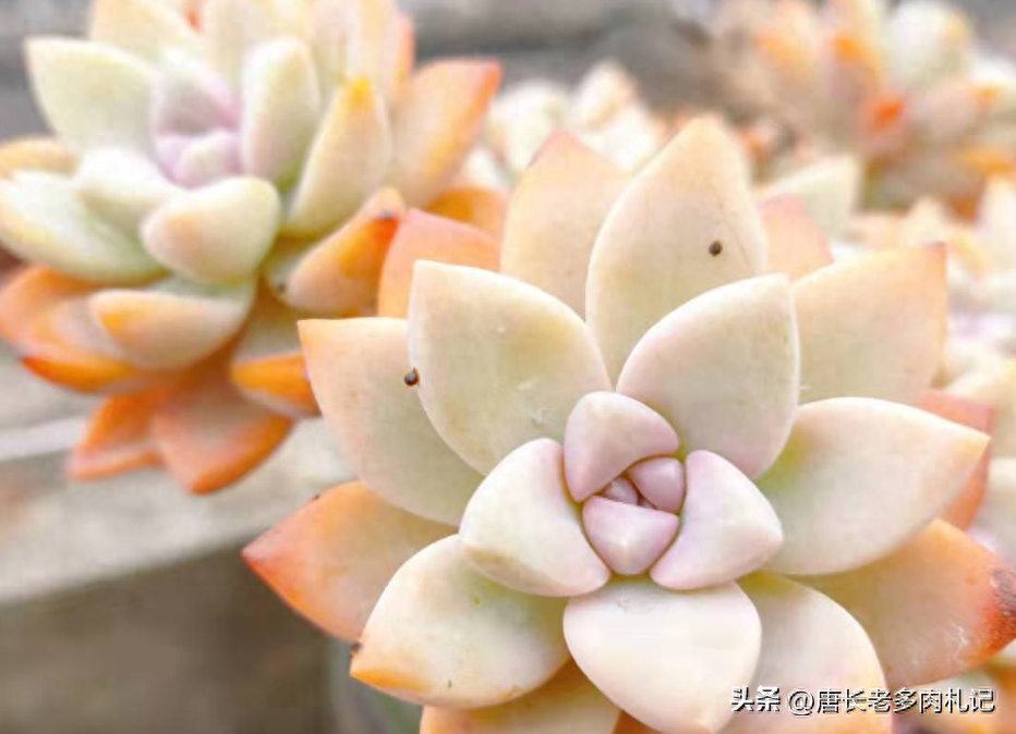 多肉淡雪怎么養才好看_多肉淡雪的養殖_淡雪多肉怎么養