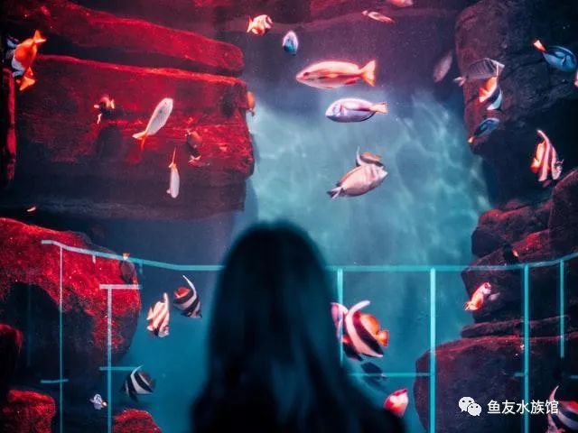 觀賞品種魚(yú)價(jià)格排名_觀賞魚(yú)價(jià)格排名_各種觀賞魚(yú)的價(jià)格與品種