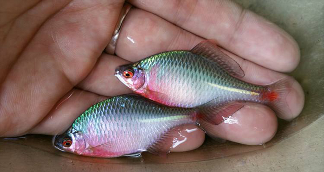 各種觀賞魚的價格與品種_觀賞品種魚價格表_觀賞魚價格排名