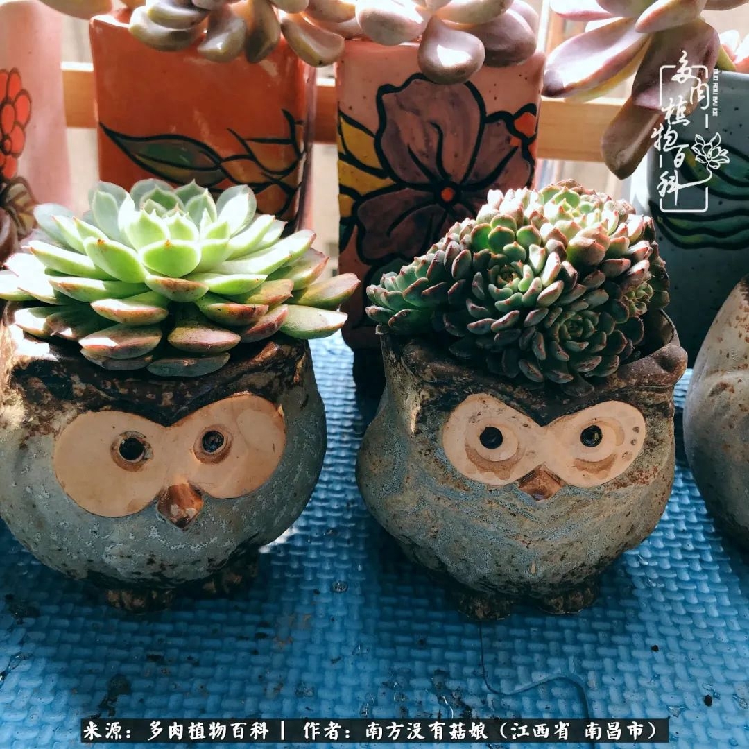 多肉淡雪怎么養(yǎng)才好看_淡雪多肉怎么養(yǎng)_多肉淡雪的養(yǎng)殖