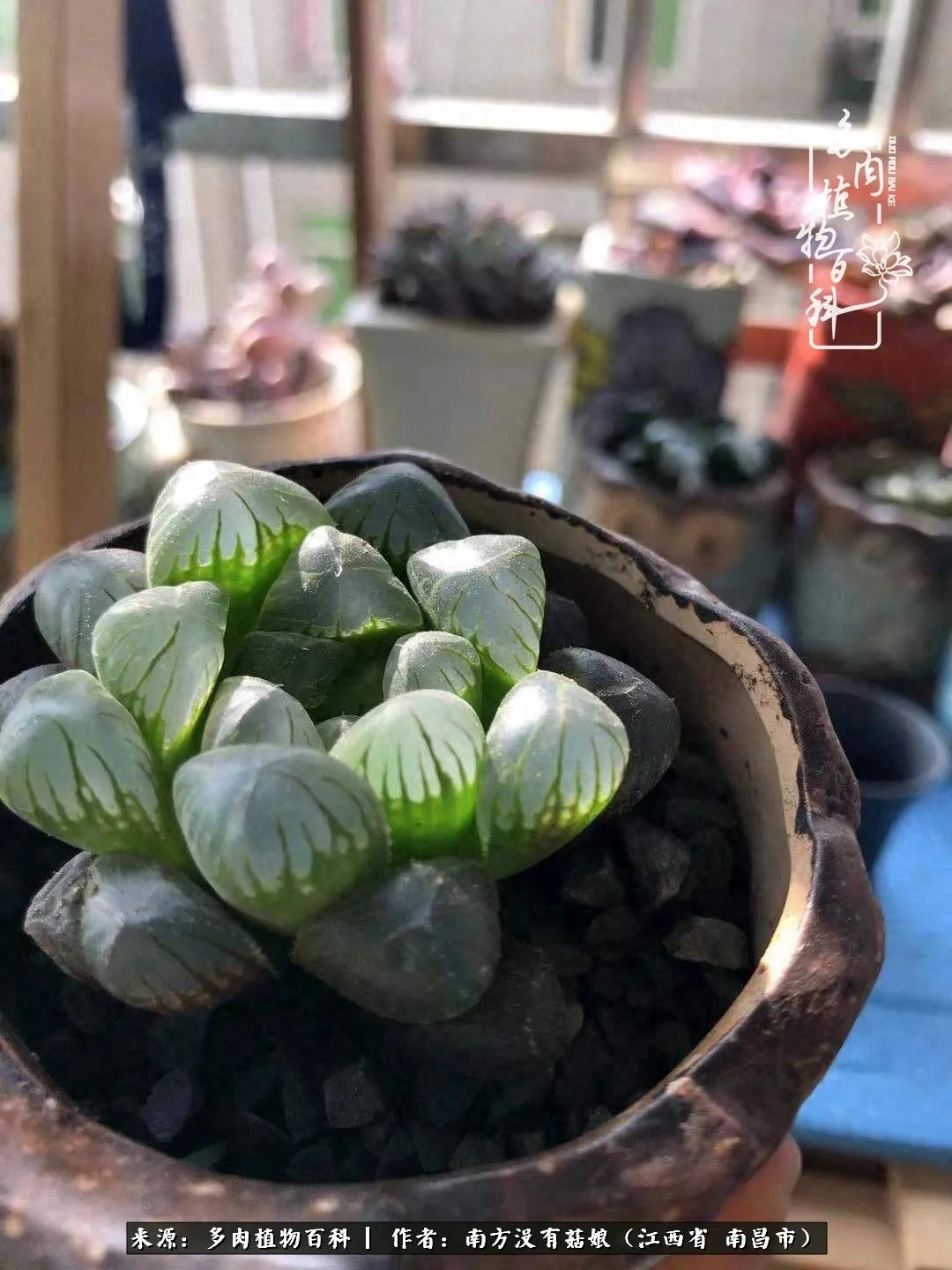 淡雪多肉怎么養(yǎng)_多肉淡雪怎么養(yǎng)才好看_多肉淡雪的養(yǎng)殖