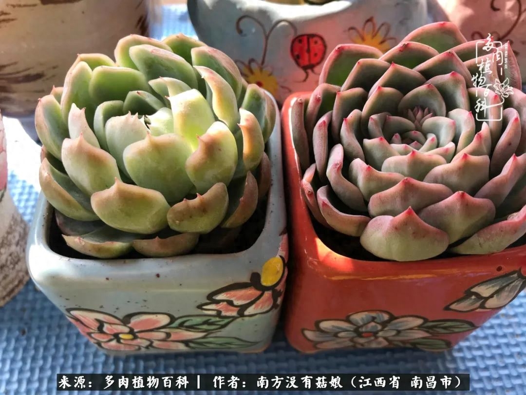 淡雪多肉怎么養(yǎng)_多肉淡雪的養(yǎng)殖_多肉淡雪怎么養(yǎng)才好看