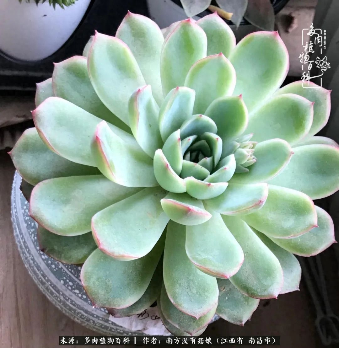 淡雪多肉怎么養(yǎng)_多肉淡雪的養(yǎng)殖_多肉淡雪怎么養(yǎng)才好看