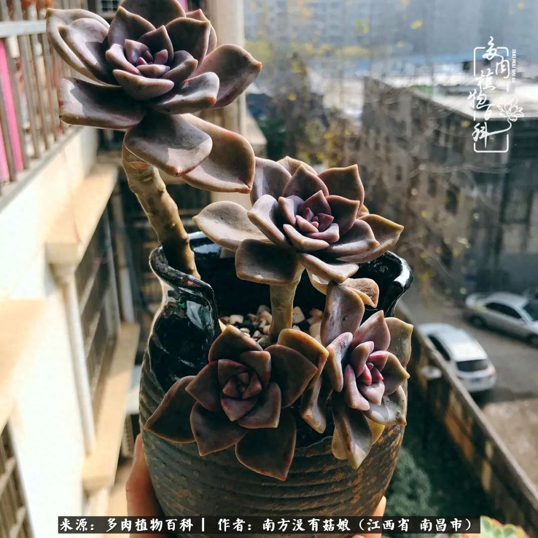 多肉淡雪怎么養(yǎng)才好看_淡雪多肉怎么養(yǎng)_多肉淡雪的養(yǎng)殖