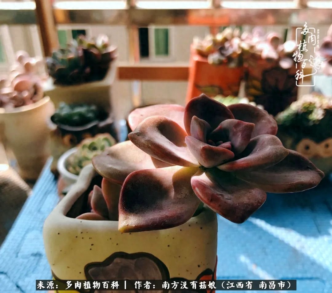 多肉淡雪怎么養(yǎng)才好看_淡雪多肉怎么養(yǎng)_多肉淡雪的養(yǎng)殖