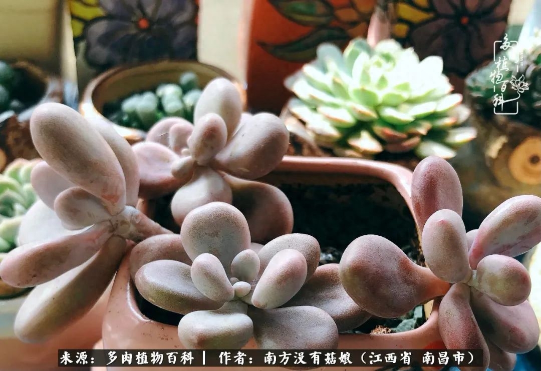 淡雪多肉怎么養(yǎng)_多肉淡雪的養(yǎng)殖_多肉淡雪怎么養(yǎng)才好看