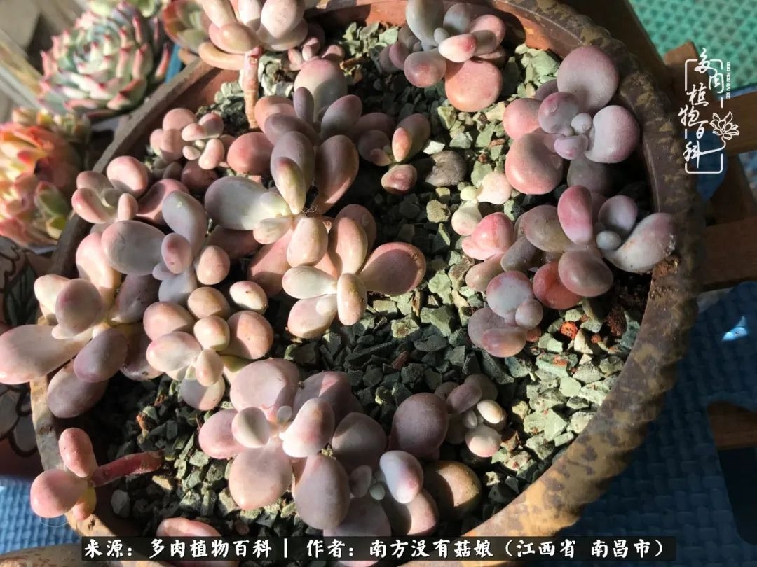 淡雪多肉怎么養(yǎng)_多肉淡雪怎么養(yǎng)才好看_多肉淡雪的養(yǎng)殖