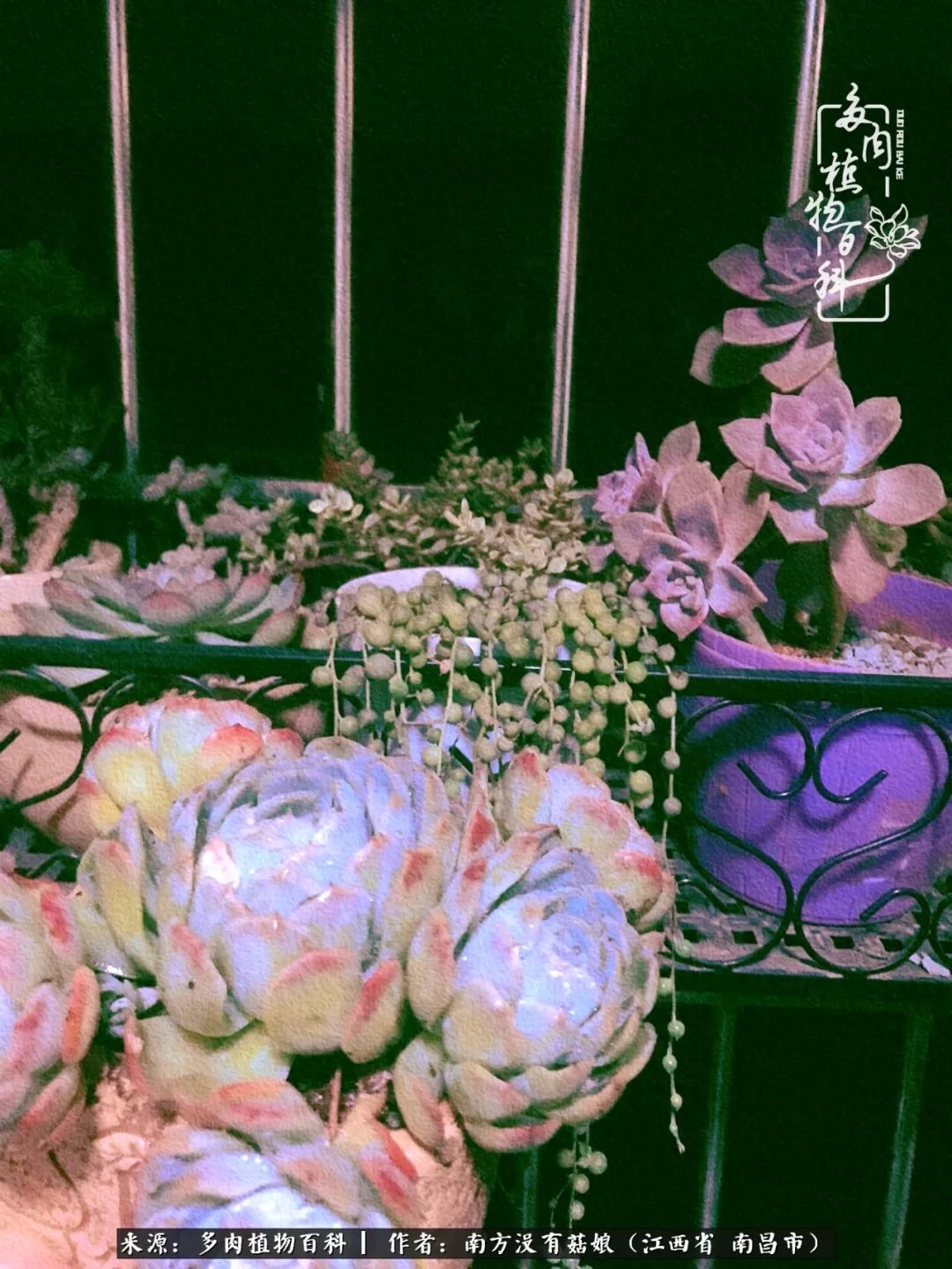 多肉淡雪怎么養(yǎng)才好看_多肉淡雪的養(yǎng)殖_淡雪多肉怎么養(yǎng)