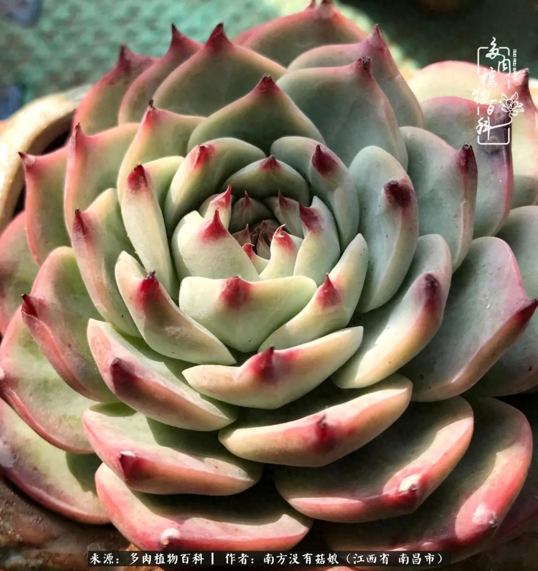 多肉淡雪的養(yǎng)殖_淡雪多肉怎么養(yǎng)_多肉淡雪怎么養(yǎng)才好看