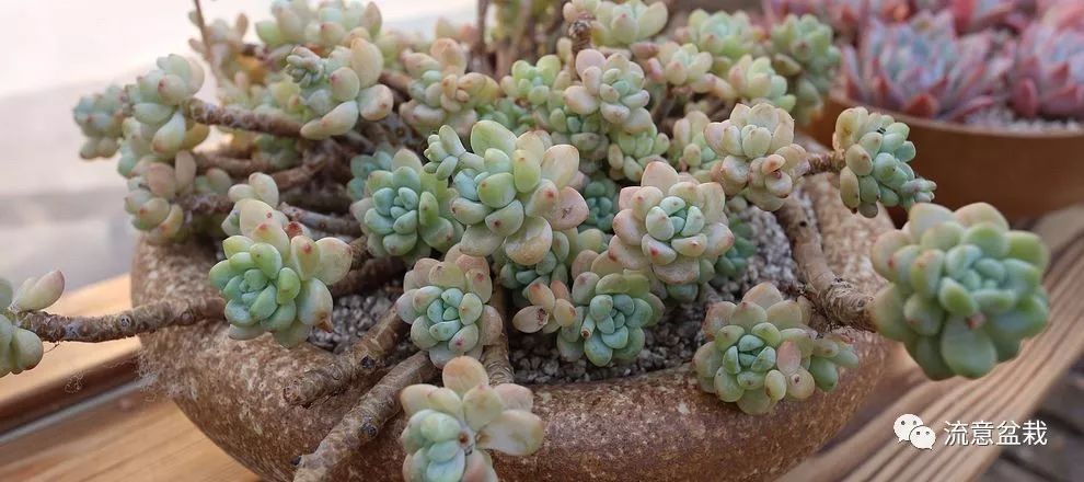 多肉干癟癟的怎么修復_多肉干癟怎么補救_補救多肉干癟的方法