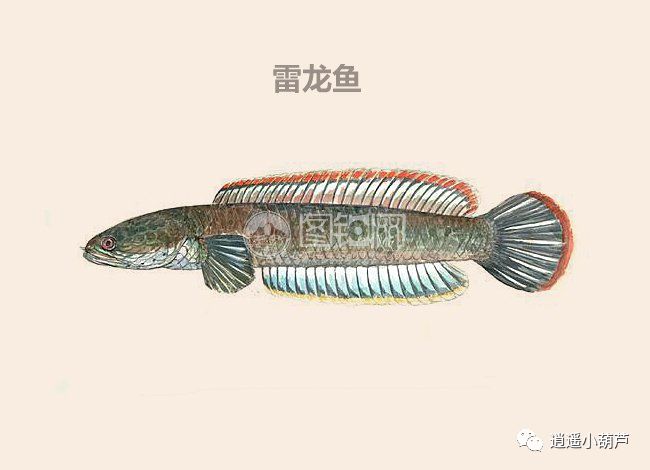 雷龍魚(yú)-雷龍魚(yú)品種大全-觀賞魚(yú)