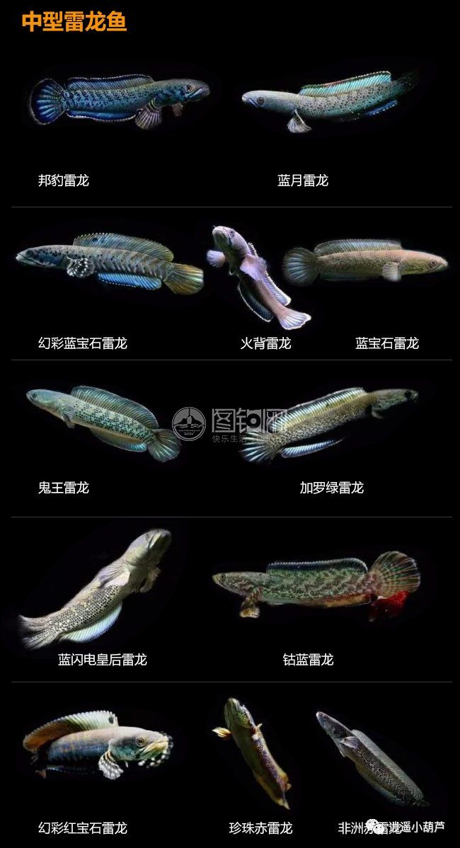各種觀賞魚的價格與品種_觀賞品種魚價格排名_觀賞魚價格排名