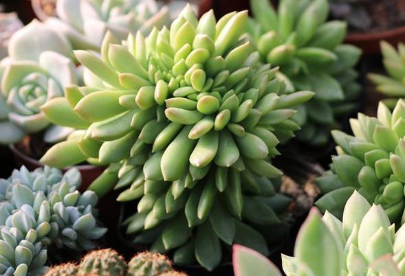 多肉爆盆的方法_多肉怎樣爆盆_多肉植物怎樣爆盆