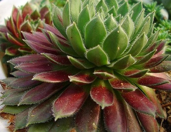 多肉植物怎樣爆盆_多肉爆盆的方法_多肉怎樣爆盆