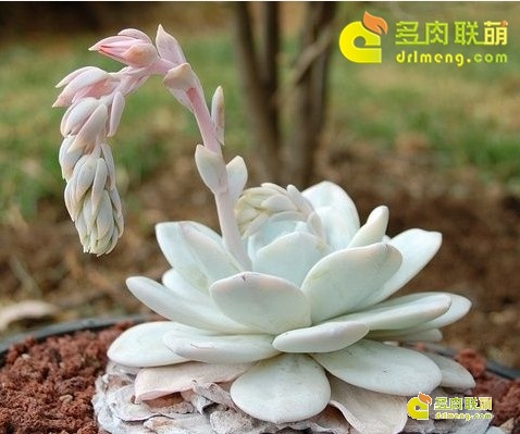 種植多肉花盆里墊什么嗎_多肉花怎么種植_種植多肉花盆下面的孔