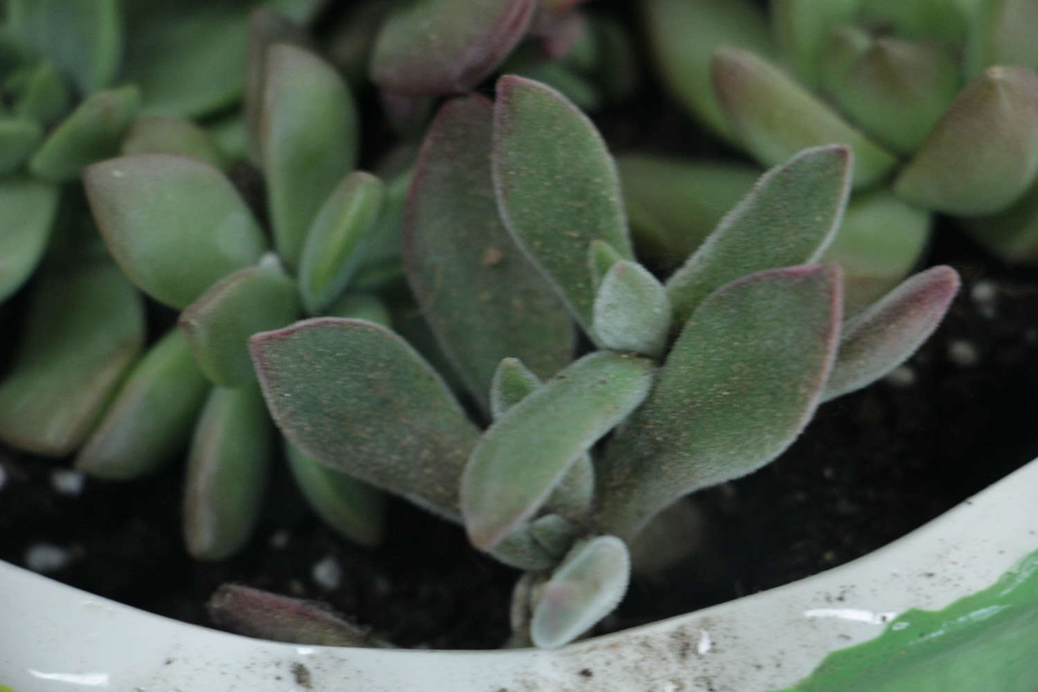 各個(gè)品種多肉植物開花該如何應(yīng)對