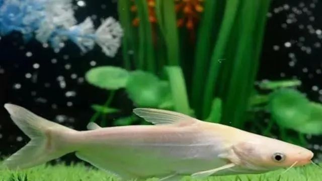 觀賞魚吃魚是怎么回事_觀賞魚為什么會吃觀賞魚_觀賞魚不吃食是什么原因