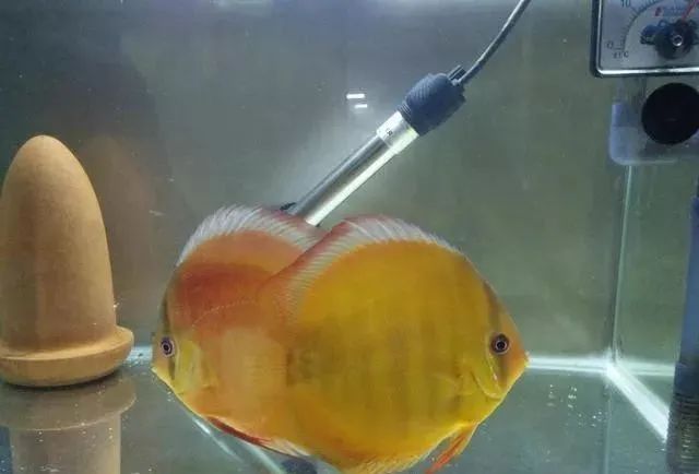 觀賞魚不吃食是什么原因_觀賞魚吃魚是怎么回事_觀賞魚為什么會吃觀賞魚