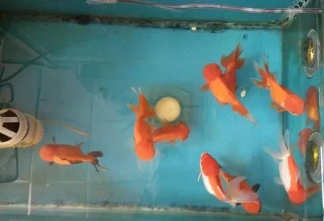 觀賞魚為什么會吃觀賞魚_觀賞魚不吃食是什么原因_觀賞魚吃魚是怎么回事