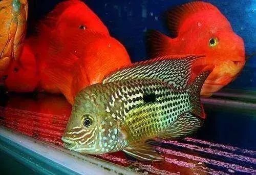 觀賞魚不吃食是什么原因_觀賞魚為什么會吃觀賞魚_觀賞魚吃魚是怎么回事