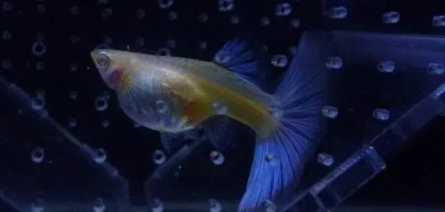 觀賞魚不吃食是什么原因_觀賞魚吃魚是怎么回事_觀賞魚為什么會吃觀賞魚