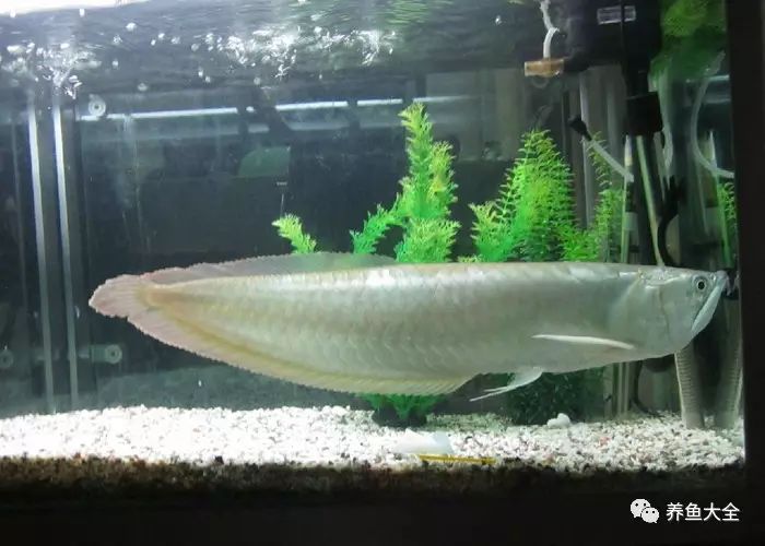 觀賞魚為什么會吃觀賞魚_觀賞魚不吃食是什么原因_吃魚食的觀賞魚