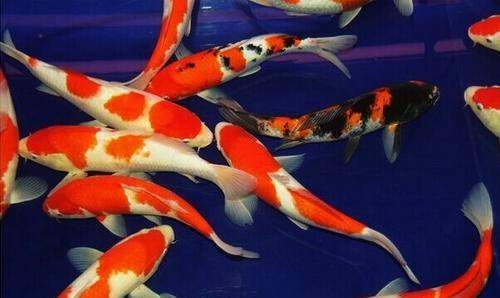 什么品種的淡水觀賞魚最好養？