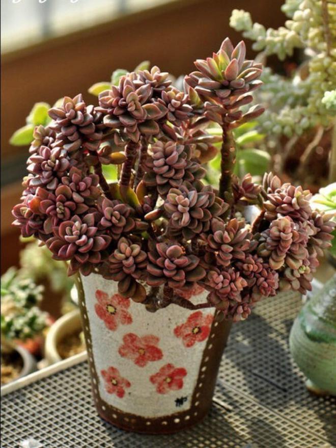 多肉植物僵苗什么意思_多肉植物僵苗_多肉僵苗是什么樣子的