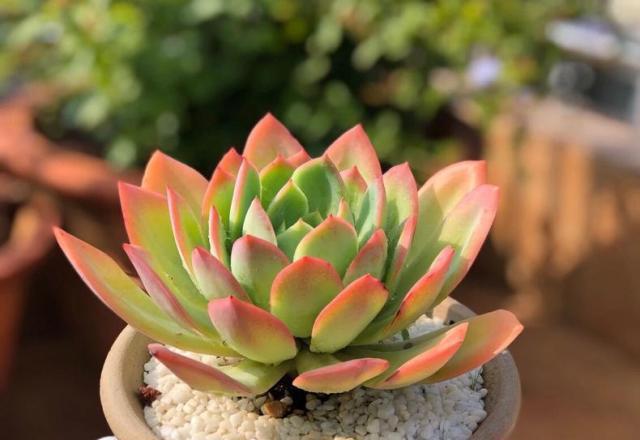 多肉僵苗不管會怎么樣_多肉僵苗是什么樣子的_多肉什么是僵苗