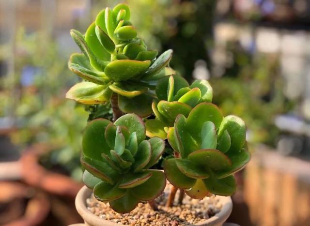 多肉什么是僵苗_多肉僵苗是什么樣子的_多肉僵苗不管會怎么樣