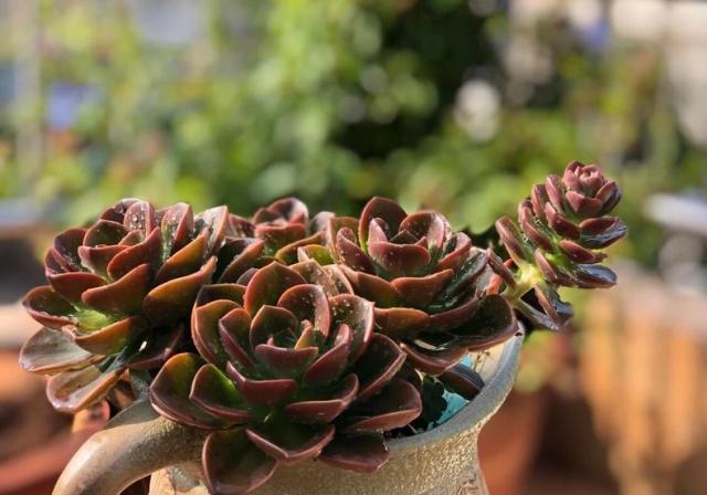 多肉什么是僵苗_多肉僵苗不管會怎么樣_多肉僵苗是什么樣子的