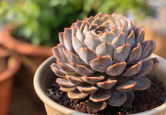 多肉僵苗不管會怎么樣_多肉僵苗是什么樣子的_多肉什么是僵苗