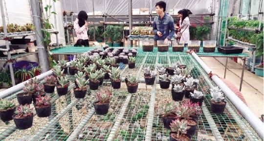 多肉肥料是智商稅嗎_多肉的肥料是什么_多肉肥料是什么成分