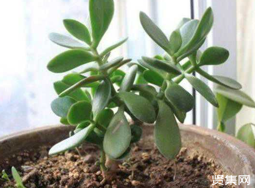 一文了解多肉植物玉扇的養殖方法及常見病蟲害防治