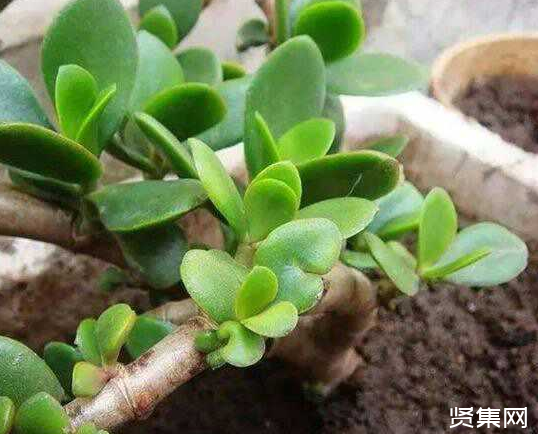 一文了解多肉植物玉扇的養殖方法及常見病蟲害防治