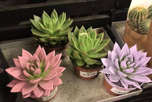 養了半年的多肉不長個，如何判斷是僵苗還是休眠了？