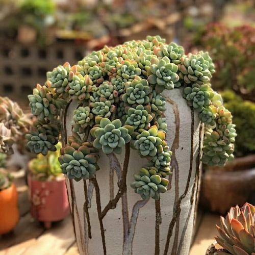 多肉僵苗是什么樣子的_多肉僵苗是什么樣子的_多肉僵苗是什么樣子的