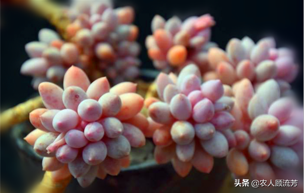 一、多肉植物“嬰兒手指”的養(yǎng)殖