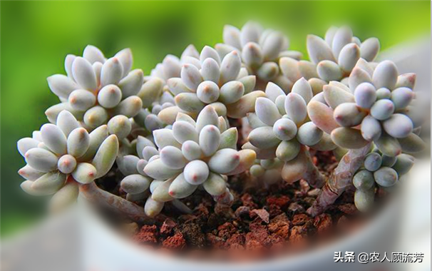 神似“嬰兒手指”的多肉植物你養過嗎？資深花友分享多年養種經驗