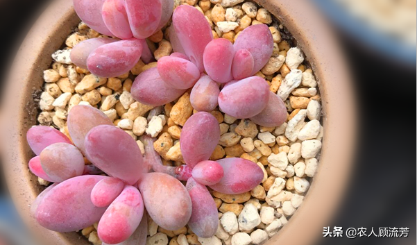 神似“嬰兒手指”的多肉植物你養過嗎？資深花友分享多年養種經驗